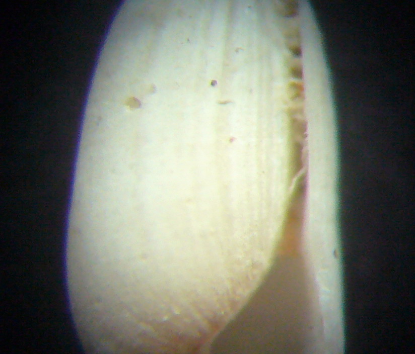 cylichnina nitidula?